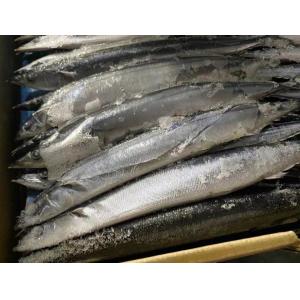 Cololabis Saira High Protein Whole Round Sea Frozen Pacific Saury #4