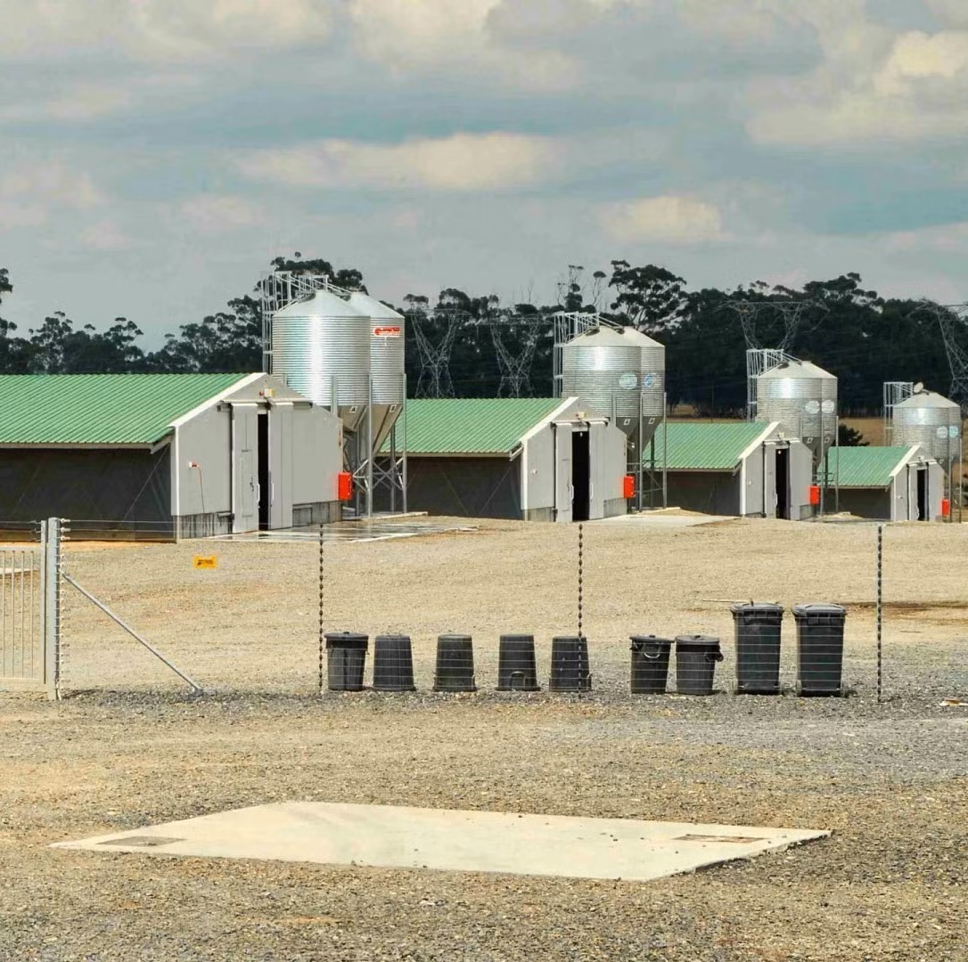 Industrial-Style Prefabricated Steel Frame Structure for Layers Farm Gymnasium Design