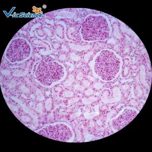 China Le microscope éducatif de pathologie de médecine glisse/plaque en verre humain de pathologie supplier