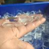 China ICE-65P Mini Automatic Ice Cube Maker/Ice Cube Making Machine Commercial Stainless Steel Ice Cube Maker Making Machine wholesale
