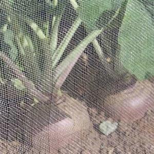 Anti - Aphids Insect Mesh Netting 50*25 Mesh 100% HDPE Materials