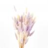 China Decorative Dried Rabbit Tail Grass , Indoor Ornamental Grass Bunny Tails wholesale