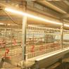 China Complete Automatic Pullets Rearing Chicken Brooding Cage for Poultry Thousand Chickens wholesale