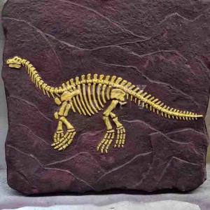 China Outdoor Dinosaur Skeleton Replica Model Life Size RoHS Approved supplier