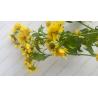 Wild organic Dendranthema indicum L dried flowers buds for herbal tea Ye ju hua