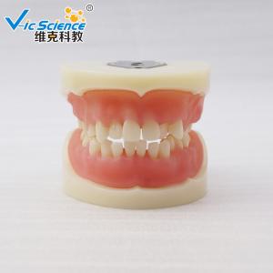 China VIC-E15 Teeth Study Model Artificial Physician Certified Tooth Extraction Model supplier