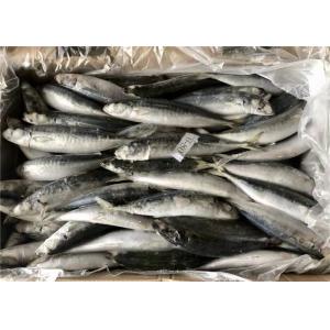 China Purse Seine Catch 60g 70g Bulk BQF Frozen Fishing Bait supplier