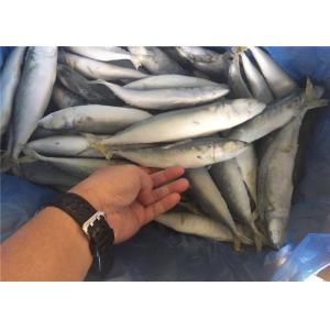 China Bulk 80G 100G IQF Fish Frozen Whole Pacific Mackerel For Restaurant supplier