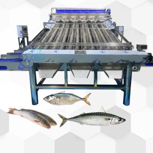 China Good Effect Fish Roller Grader For Pelagic Fish Roller Sorting Machine And Fish Sizing on sale
