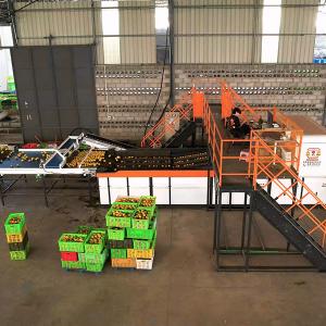 AI Deep Learning Orange Sorting Machine Up To 50 Discharge Ports To Separate Grade Size And Weight