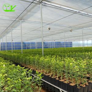 Large Transparent Plastic Film Multi-Span Greenhouse Grow Tent Transparent and Durable