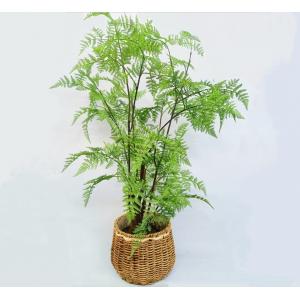 China Lifelike Green Artificial Tropical Plant For Office Table Decor Boston Fern supplier