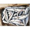 China BQF Sea Frozen Mackerel Fish , 40 - 60pcs/ctn Frozen Fishing Bait wholesale