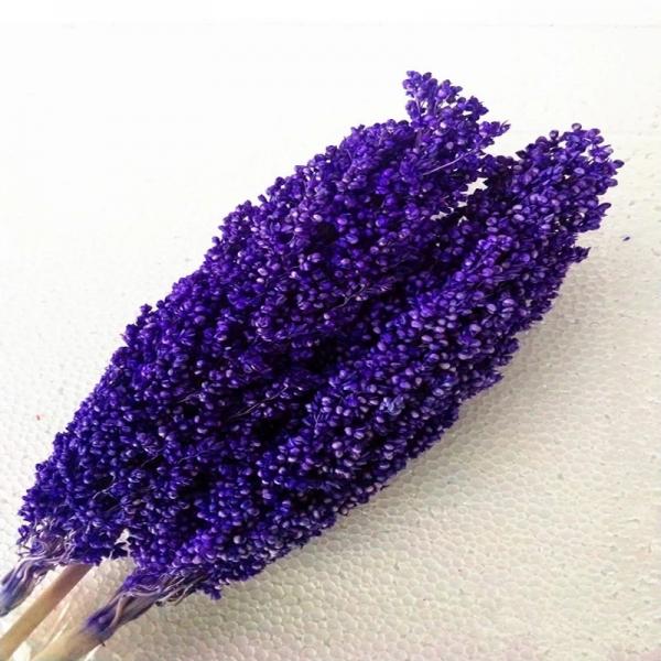 Factory Price Dry Flower Preserved Broomcorn Dry Sorghum For Decoration