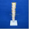 Educational Spine Model Thoracic Spinal Column with Nerves and Intervertebral Discs