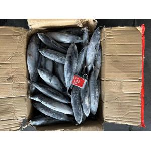 Sale New Landing 100-300g  Frozen Bonito Fish