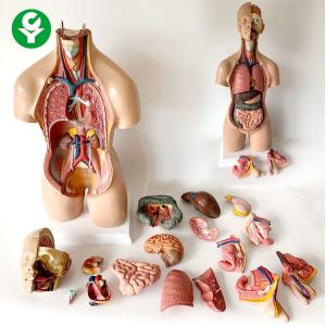TrunkHuman Body Torso Model Anatomical Visceral Distribution 55CM 4.0 Kg