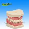 取り外し可能なねじ歯を搭載するtypodontの歯モデル