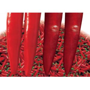 China Dried Red Jinta Chilli 8000SHU Stick Shape Guajillo Pepper KOSHER supplier