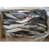 1kg Small Eye Horse Mackerel Bulk Fresh Frozen Fishing Bait