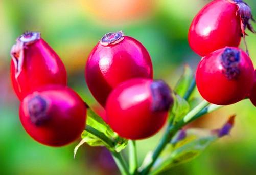 fructus rosae extract polyphenols 5%-50% rosehip extract -Rosa canina