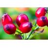 China fructus rosae extract polyphenols 5%-50% rosehip extract -Rosa canina wholesale