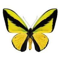 Butterflies (Lepidoptera) Ornithoptera goliath supremus f. titan(C)